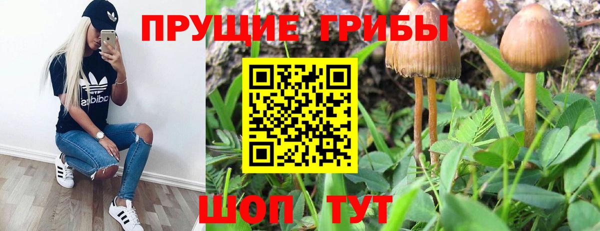 Псилоцибиновые грибы Psilocybe Павлово